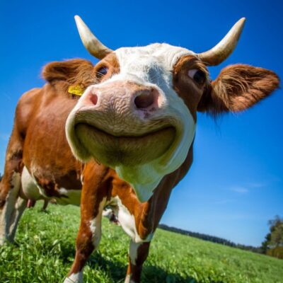 Close-up of a brown and white cow standing in a grassy field