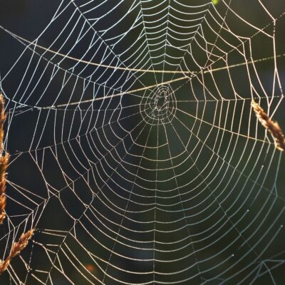 Dew-covered spider web suspended between plants in soft sunlight
