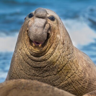 Male elephant seal with wrinkled skin and large proboscis on a beach