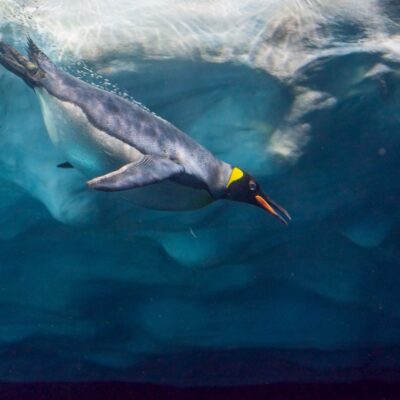 Emperor penguin diving underwater near an icy surface