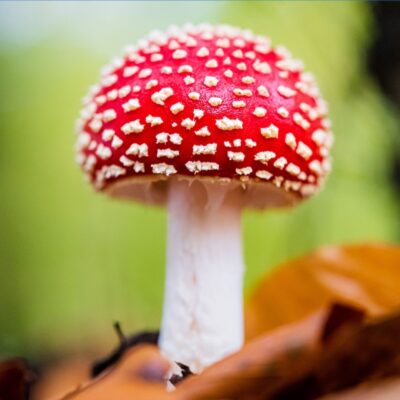 Red and white spotted mushroom growing among fallen leaves