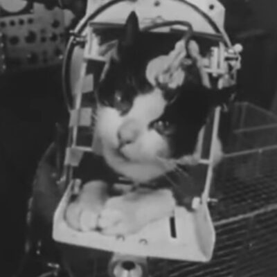Félicette secured in a capsule with monitoring equipment attached around her head