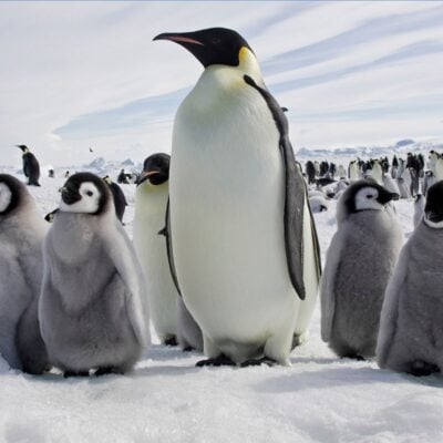 Adult emperor penguin standing among fluffy chicks on snowy terrain