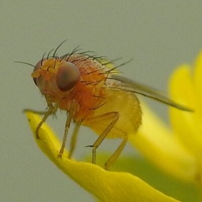 Close-up of a fruit fly standing on a yellow petal
