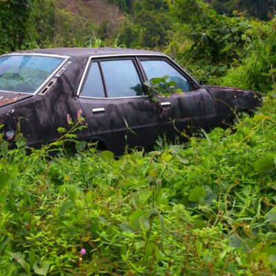 Abandoned black car overgrown with vegetation in a forested area
