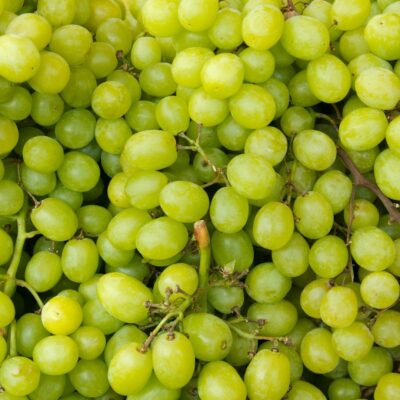 Close-up of green grapes still on the vine