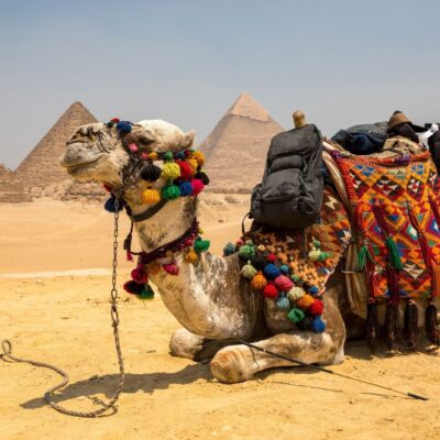 Decorated camel resting in front of the Giza pyramids in the desert