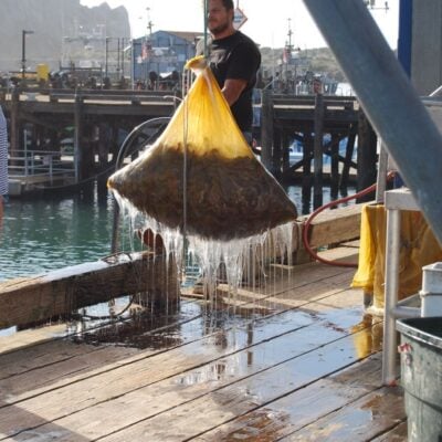 Man stands on a dock near a net bag full of hagfish dripping slime