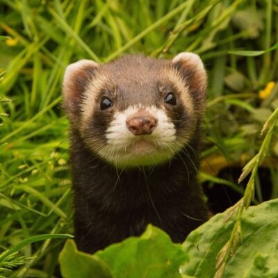 Close-up of a ferret peeking through tall grass