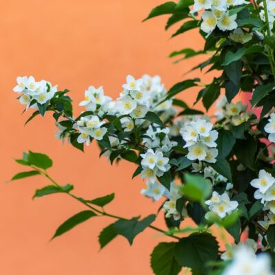 Jasmine flowers with white petals and yellow centers against an orange background