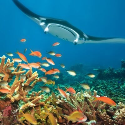 Giant manta ray swimming above coral reef with colorful tropical fish