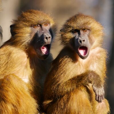 Two baboons with open mouths appearing surprised or alarmed