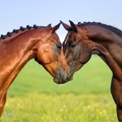 Two brown horses touching noses in a grassy field
