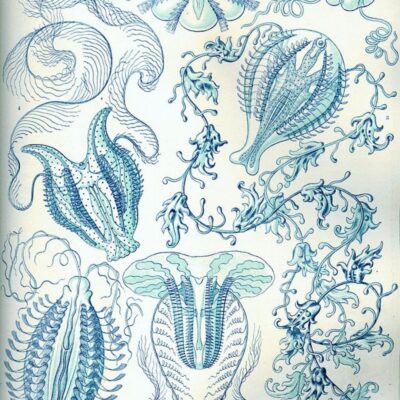 Illustrated diagram of various comb jellies with intricate body structures