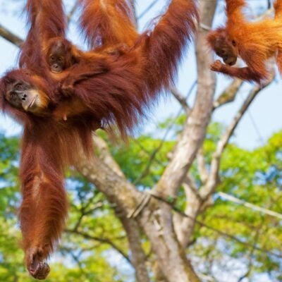 Mother orangutan with baby clinging to her, swinging beside another juvenile