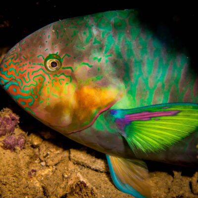 Colorful parrotfish with vivid green, blue, and orange markings near coral reef