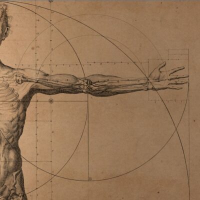 Anatomical drawing of a man's arm extended with visible muscles and geometric guides