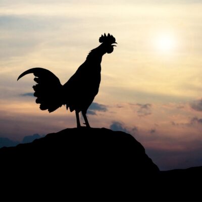 Silhouette of a crowing rooster on a rock at sunrise