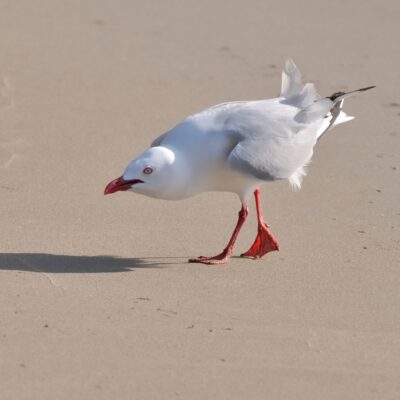 Seagull stamping its feet on wet sand with beak open