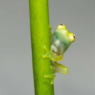 Glass frog clinging to a green stem with visible internal organs