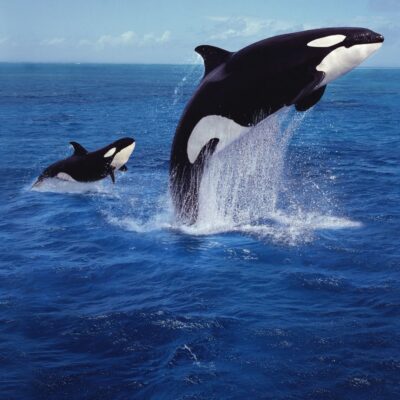 Two orcas breaching above the ocean surface