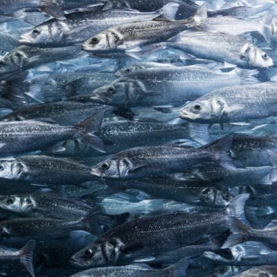 School of silver fish swimming closely together underwater