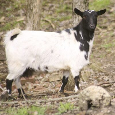 Black and white myotonic goat standing near trees on a forest floor