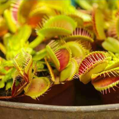 Close-up of multiple Venus flytrap plants with open trap lobes