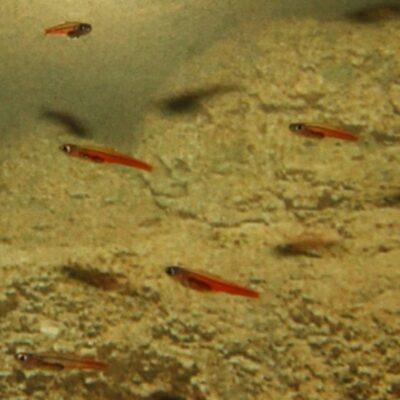 Several tiny male Photocorynus spiniceps fish swimming near a rocky surface