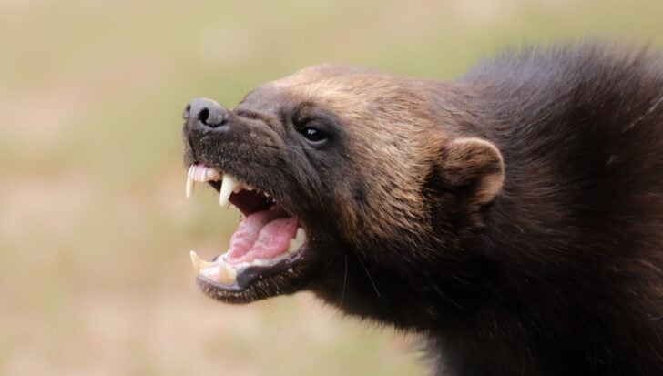 Close-up of a wolverine showing its teeth and open mouth