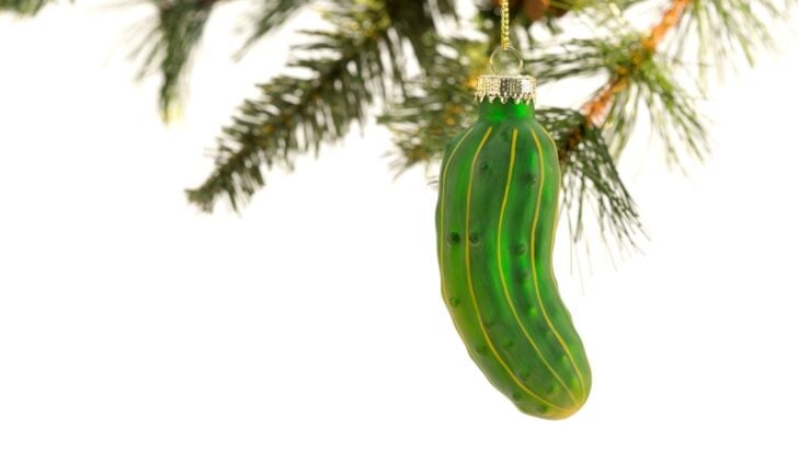 A green Christmas pickle ornament hangs from a pine branch
