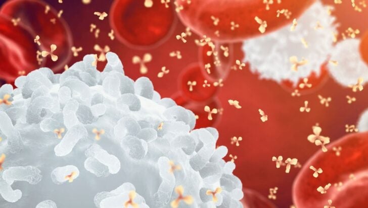 Illustration of white blood cells and antibodies against a red background, depicting the impact of chronic stress on the immune system