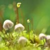 Tiny white mushrooms with delicate caps growing among green moss with dewdrops on thin stems in the background