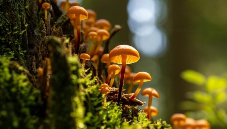 Close-up of orange mushrooms growing on a moss-covered tree trunk in a forest setting
