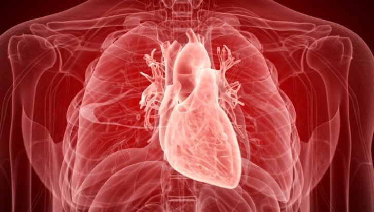 Transparent view of the human chest, highlighting the heart in red