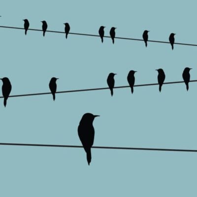 Silhouettes of birds perched on power lines against a blue background