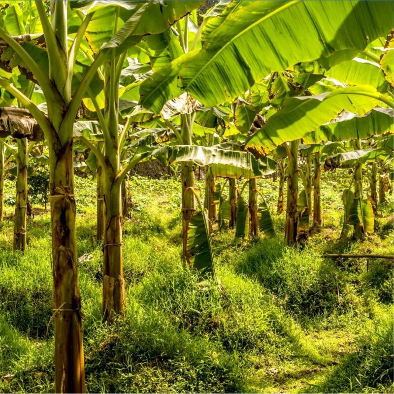 Rows of banana plants with broad green leaves in a sunny field