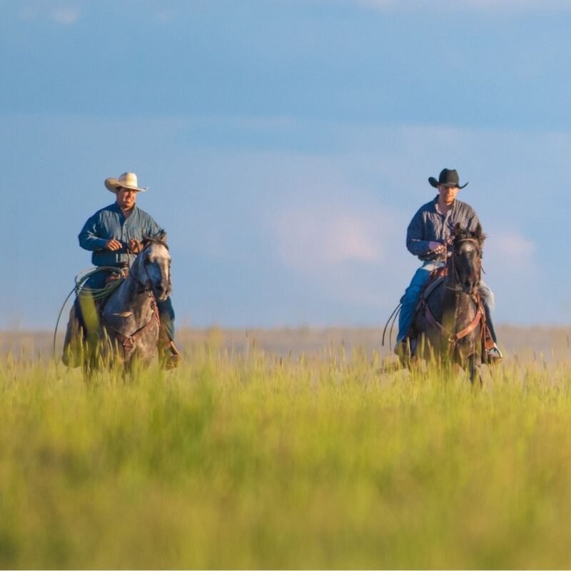 Two cowboys riding horses through a grassy field under a blue sky