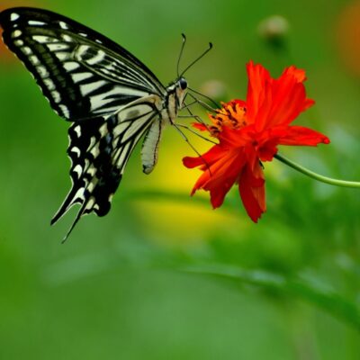 Black and white butterfly drinking nectar from a red flower