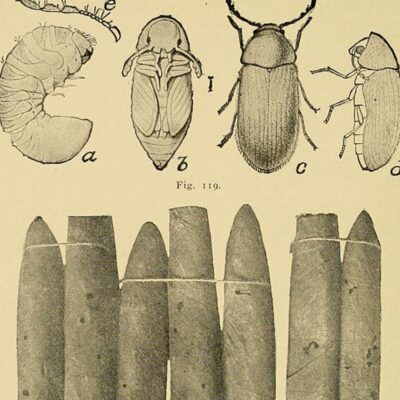 Illustrations of tobacco beetle life stages above a row of cigars