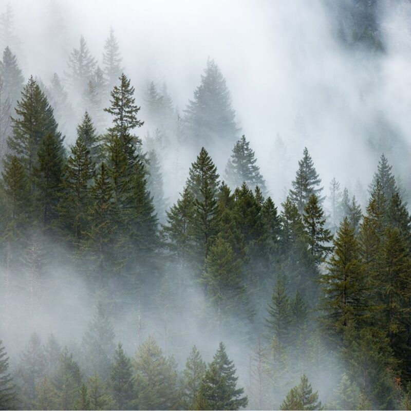Dense fog surrounding tall evergreen trees in a forest