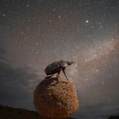 Dung beetle on a dirt ball under a star-filled night sky