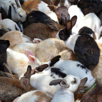 Large group of rabbits huddled closely together