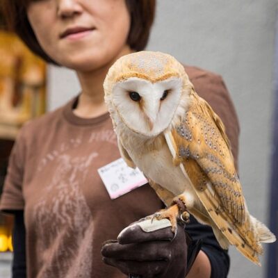 Person holding a barn owl on a gloved hand at an owl café