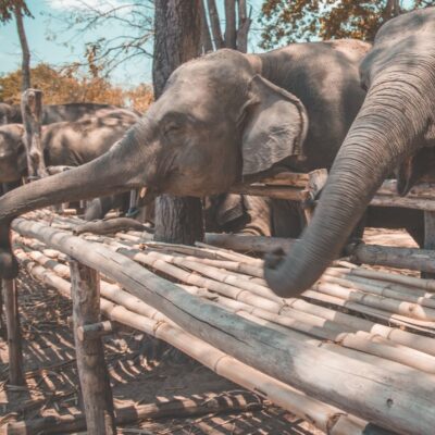 Captive elephants behind a wooden fence reaching with their trunks