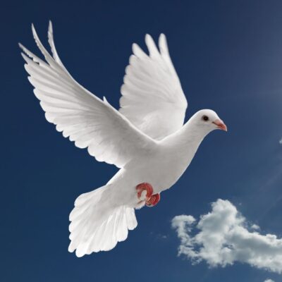 White dove flying in a clear blue sky with clouds