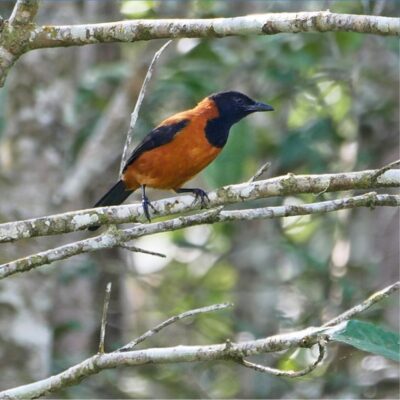 Hooded Pitohui perched on a tree branch in a forest