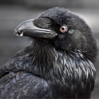 Close-up of a raven with glossy black feathers and intense gaze