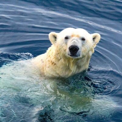 Polar bear swimming in cold, dark blue Arctic water