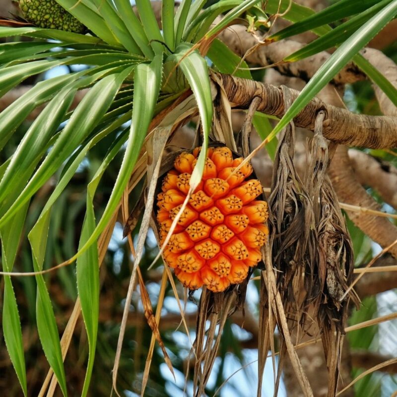 Bright orange pandanus fruit hanging from a tree with long green leaves